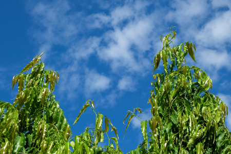 green tree and a background of blue sky with cloudsの写真素材