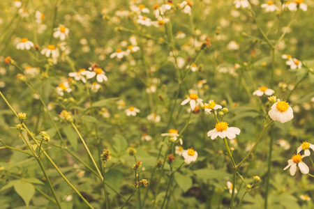 flower of grassの写真素材