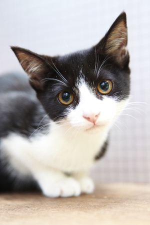 Black and white kitten in a shelter awaiting a new homeの写真素材