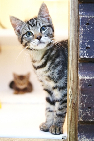 Kittens in a shelter awaiting a new homeの写真素材