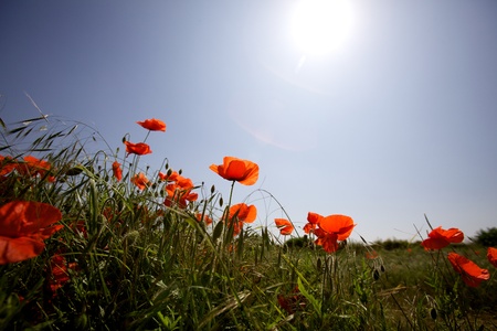 Wild poppies in a field