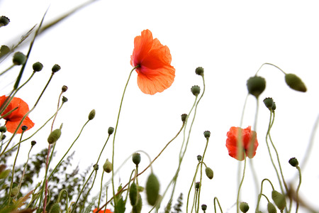 Wild poppies in a fieldの写真素材