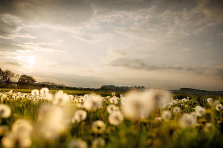 Dandelions in a wild meadow in southern England