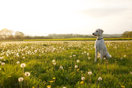 Friendly labradoodle dog waiting in open field of scattered dandelions.の写真素材