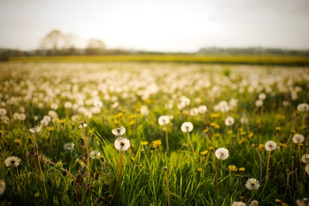 Dandelions in a wild meadow in southern Englandの写真素材
