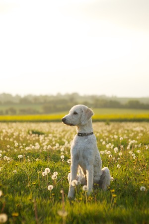 Friendly labradoodle dog waiting in open field of scattered clovers.の写真素材