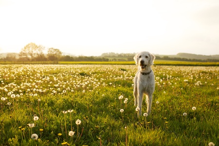 Labradoodle dog in a field on dandelions on a summers day in Englandの写真素材