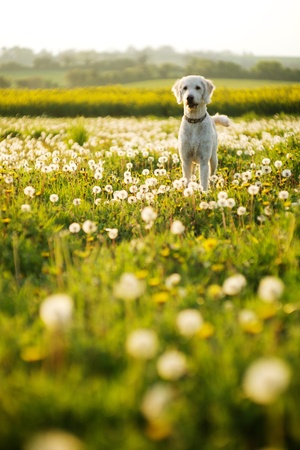 Dog looking around in a open field with scattered dandelions,の写真素材