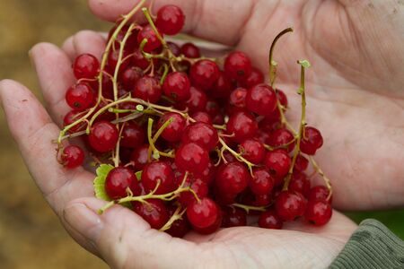 Man holding a handful of cranberries that have been just picked.の写真素材