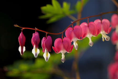 Arching sprays of dainty rose pink heart-shaped flowersの写真素材