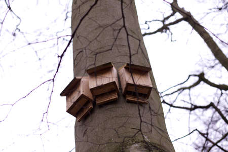 Three wooden bird boxes attached to a tree in a woodland area attracting native birds to nest.の写真素材
