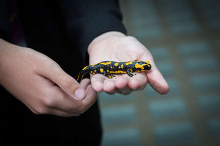 Black and yellow lizard on the palm of a hand,の写真素材