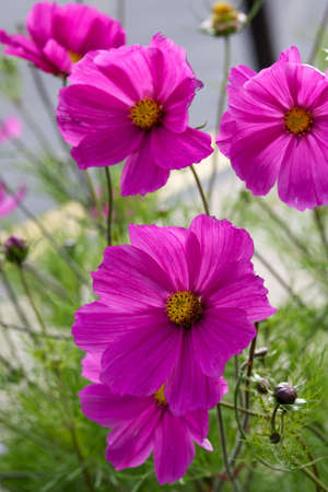 Cosmos Bipinnatus, Pink flower with yellow centre, popular summer bedding flower. Forms neat feathery bushes a couple of feet tall.の写真素材