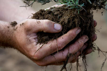Gardener holds up a lavender plant ready to plant in the field,の写真素材