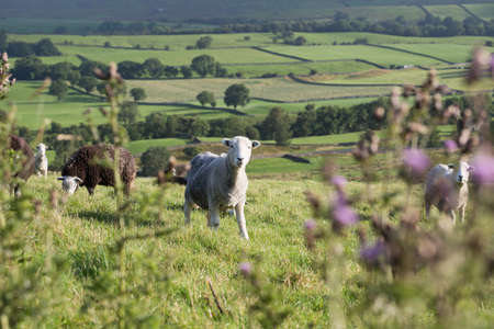 Running sheep in green fields of Yorkshire England