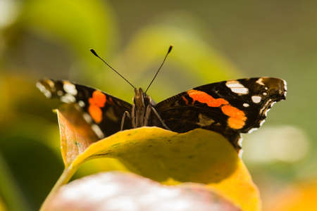 Orange and black butterfly on leaf.の写真素材
