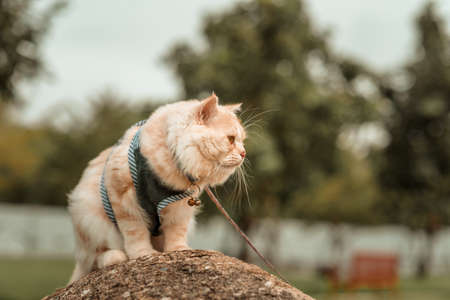 Persian cat sits on a rock inside a park.の写真素材
