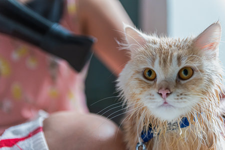 Wet looking cat and may be dried with a hair dryerの写真素材