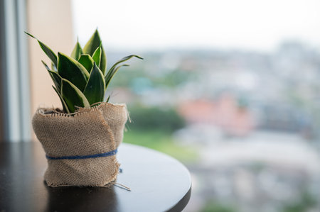 Small potted plants wrapped in burlap sacks, placed on a table near a window, blurred background,...