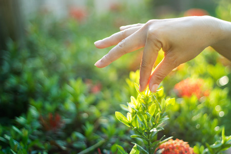 hand women touch flower in the sunshineの写真素材