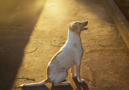 stray dog on street in vibrant lightの写真素材