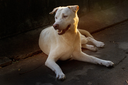 stray dog on street in vibrant lightの写真素材