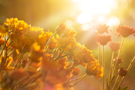 Flowers vibrant at sunrise, soft focus and blurの写真素材