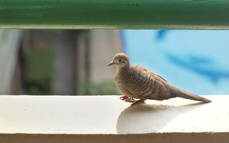 Dove bird on terrace and swimming pool background, focus on eyes, soft focusの写真素材