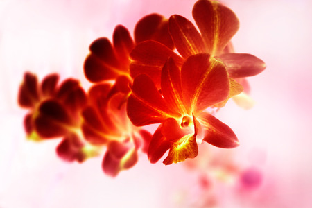 abstract colorful red ochid paninting style, soft focus and blurの写真素材