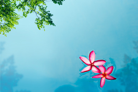 Red Frangipani flower in pool spa, soft focus and blurの写真素材