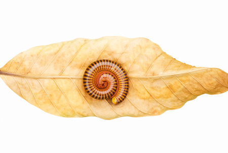 millipede tropical on dry leaf white backgroundの写真素材