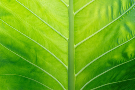 Colocasia texture green leaf for backgroundの写真素材