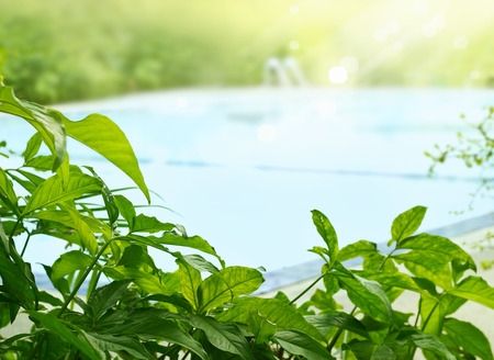 plant and tree tropical around swimming pool in sunshine, soft focus and blurの写真素材