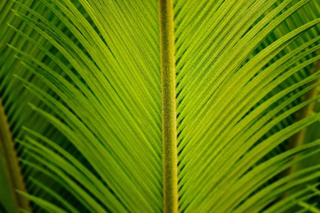 fresh green palm leaf tropical nature, soft focus and blurの写真素材