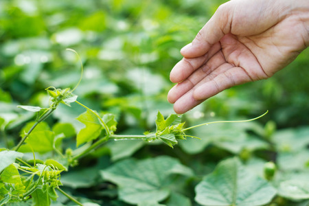 women hand watering young plants in sunshine on green background, planting agriculture, soft focus and blurの写真素材