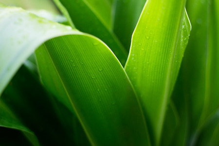 fresh green plant leaf tropical nature after the rain, soft focus and blurの写真素材