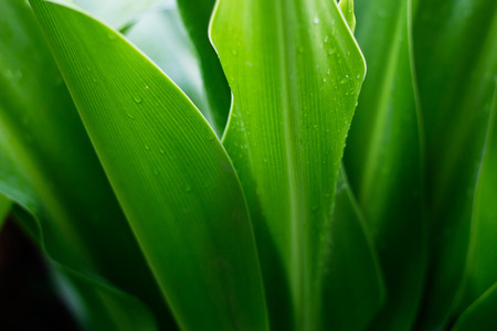 fresh green plant leaf tropical nature after the rain, soft focus and blurの写真素材