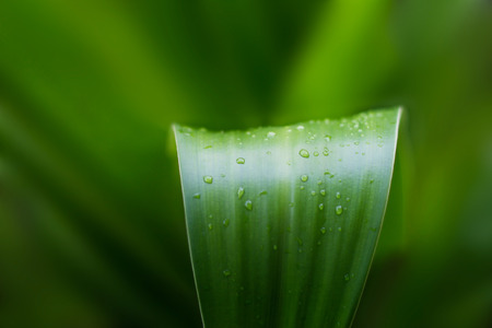fresh green plant leaf tropical nature after the rain, soft focus and blurの写真素材