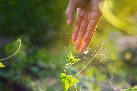 women hand watering young plants in sunshine on green background, planting agriculture, soft focus and blurの写真素材