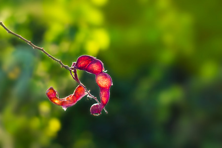 abstract red peel tamarind, red fruit in sunshine on nature background, soft focus and blurの写真素材