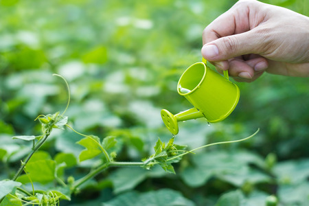 Pouring a young plant from a small watering can, environment concept, soft focusの写真素材