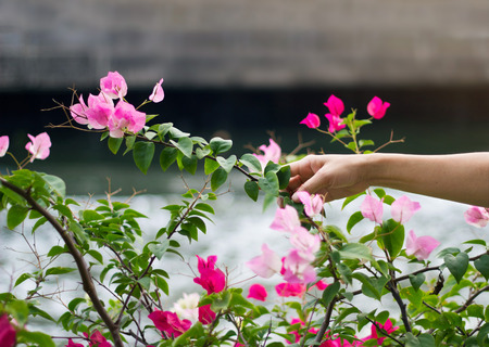 Two tone pink and red falling bougainvillea flower in hand on canal background, soft focusの写真素材