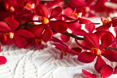 red orchid flower on papre texture leaves shape background, soft focusの写真素材