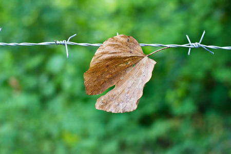 Dry leaf on a wire in nature background, soft focusの写真素材
