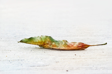 colorful mango dry leaf on streetの写真素材