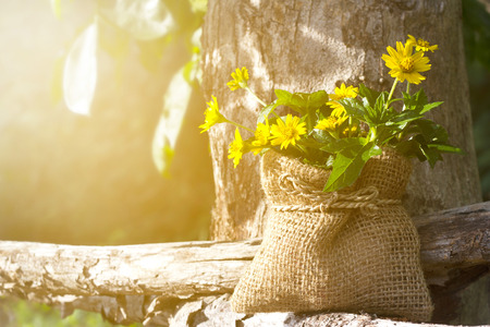Yellow flowers on wood and tree in the nature at morning, soft focusの写真素材
