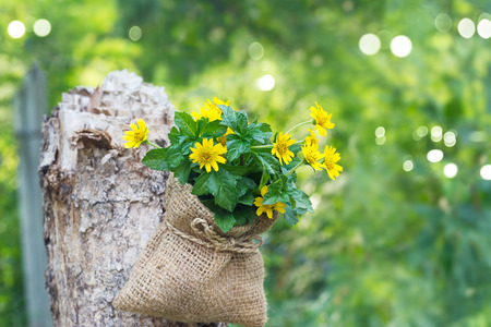 Yellow flowers in sack on dead tree in the forest nature background, soft focus and blurの写真素材