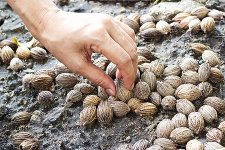 hand sow seeds palm on soil after the rainの写真素材