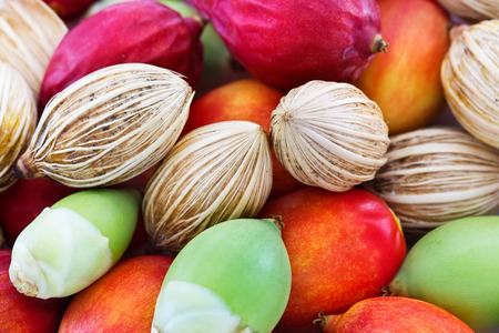 colorful all palm seeds three style, old young and baby on white backgroundの写真素材