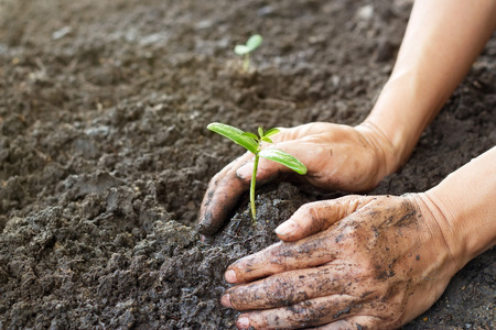 Woman hand watering and protect young tree on soil background ,Ecology conceptの写真素材
